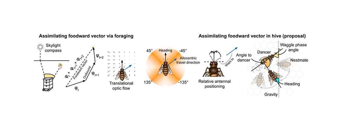 qu cientfico descifr el lenguaje de las abejas